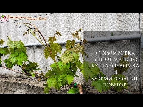 Видео: Формировка виноградного куста. Обломка, нормировка куста побегами