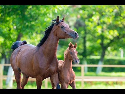 Видео: Терский племенной конный завод № 169