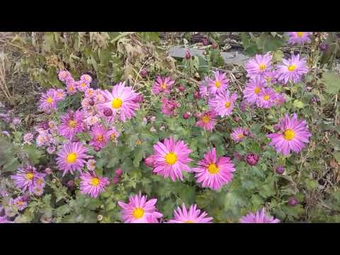 Видео: мои корейские хризантемы цветут в  сезон 2024 год