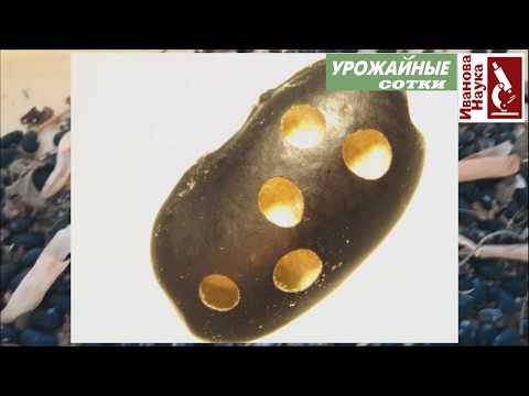 Видео: Фасоль, фаршированная мясом! Сделайте это, чтобы не потерять вкусный урожай!