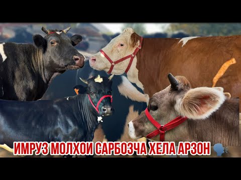 Видео: Сарбозча имруз хайрон кард нарх ба гап нест 🤲 27 октября 2025 г.