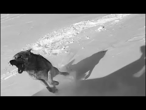 Видео: wolf hunting 2025,  охота на волка 2025, СТЕПНЫЕ ОХОТНИКИ