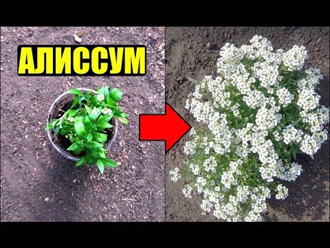 Видео: Алиссум - выращивание из семян. Уход.