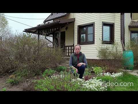 Видео: Арабис - тонкости выращивания