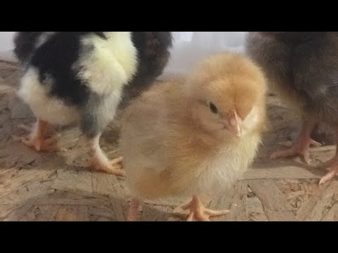 Видео: 300 талик инкубатор 