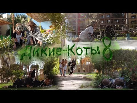 Видео: Миле моменты с Астрой и Шакиром) НОВАЯ ЧАСТЬ 8!!!!!!!!!!! они всё же пара))