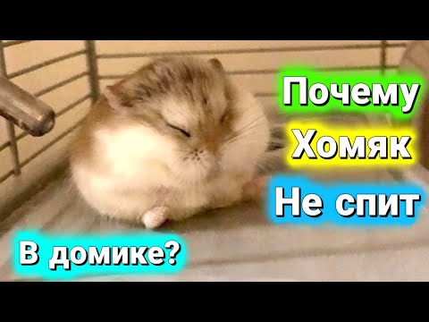Видео: ПОЧЕМУ ХОМЯК НЕ СПИТ В ДОМИКЕ?🐹 ХОМЯК НЕ СПИТ В ДОМИКЕ , ЧТО ДЕЛАТЬ 🐹#хомуся