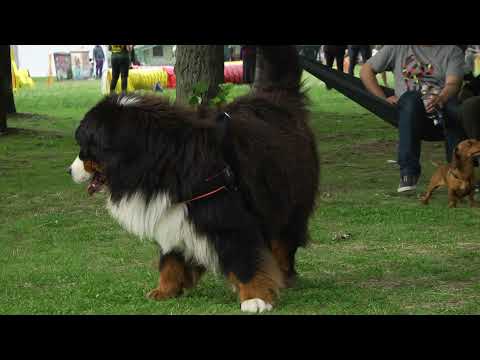 Видео: Заради великолепния си характер, от фермерско куче бернското пастирско куче се е превърнало в...