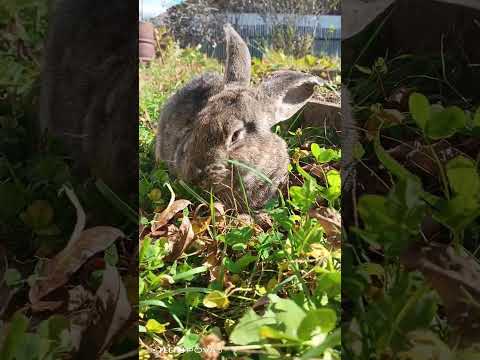 Видео: Гламурная мадам💅