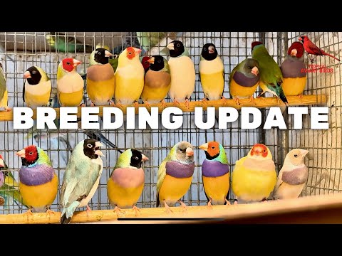 Видео: ОБНОВЛЕНИЕ — Разведение птиц | Зяблики, канарейки, волнистые попугайчики, вольер для птиц | Сезон...