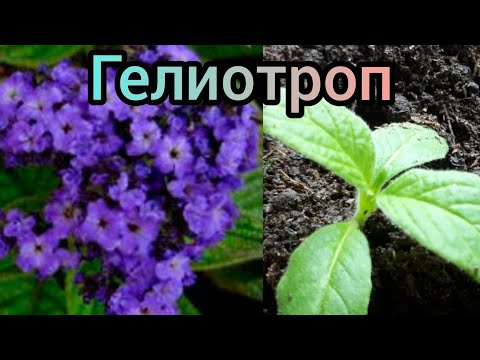 Видео: ГЕЛИОТРОП. Как сеяла, пикировка.