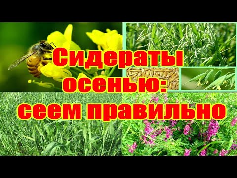 Видео: СИДЕРАТЫ ОСЕНЬЮ КАК РЕАНИМИРОВАТЬ СТРУКТУРИРОВАТЬ БЕДНУЮ ПОЧВУ