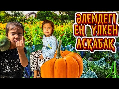 Видео: БАҚШАДАН КӨКӨНІСТЕР ЖИНАДЫҚ🥕🥦🥒🥦 ӘЛЕМДЕГІ ЕҢ ҮЛКЕН АСҚАБАҚТЫ ТАПТЫҚ😱😱😱 #влог