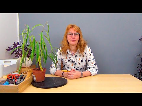 Видео: Формирование фикуса Али, вариант 2 (ч.1).