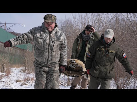 Видео: Доставить Раненого Амурского Тигра В Хоспис! Transfer a shot Siberian Tiger to a hospice.