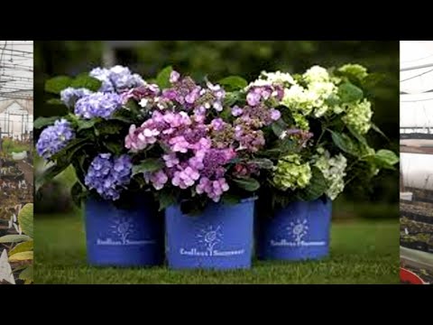 Видео: Гортензия Бесконечное лето Обзор сортов