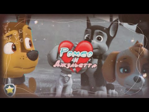 Видео: ➢ Совместно с... BEST GIRL (@PAWS193 )🦉💘