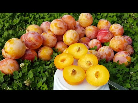 Видео: Слива Диплоидная Byron Gold
