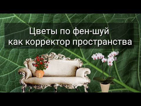 Видео: ЦВЕТЫ ПО ФЕН-ШУЙ КАК КОРРЕКТОР ПРОСТРАНСТВА