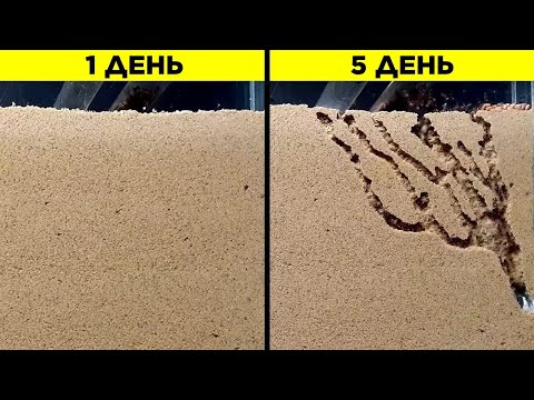 Видео: Удивительные Вещи, Которые Вы Не Видели. Часть 27