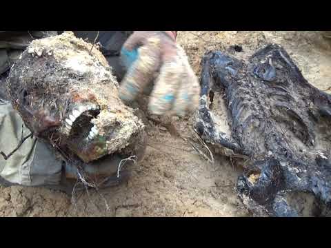 Видео: Обращение Солдата