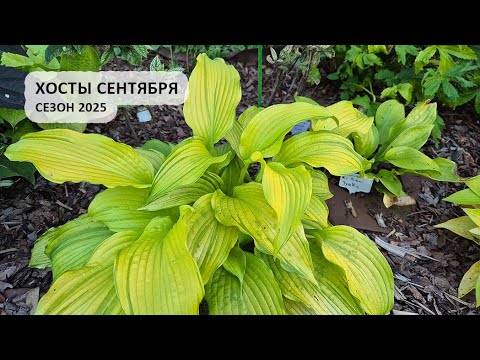 Видео: Самые яркие хосты сентября, сезон 2025