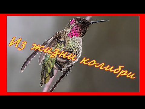 Видео: КАНАДА. ИЗ ЖИЗНИ КОЛИБРИ ОСТРОВА ВАНКУВЕР