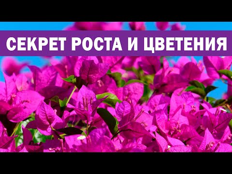 Видео: Секрет роста и цветения бугенвиллии