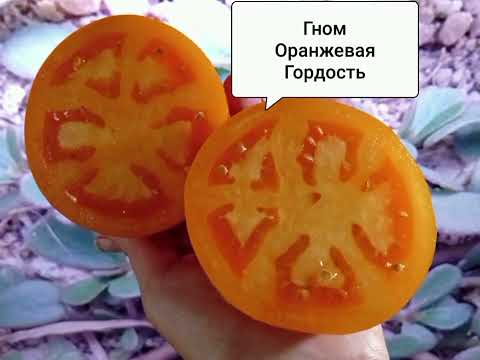 Видео: Гномы моей коллекции...... Какие же они разные..... По цвету, по вкусу, по весу.... Они хороши......