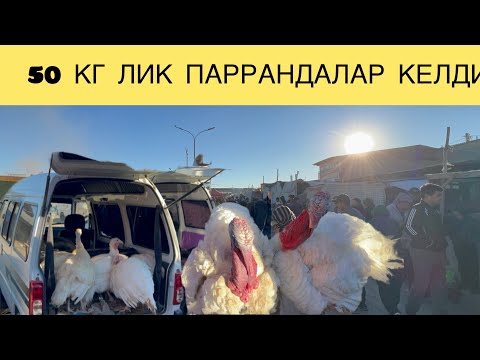 Видео: ПАРРАНДАЛА РЕКОРД КУЙДИ КУЧКОРДЕК ПАРРАНДАЛАР БУ НИМАСИ😱