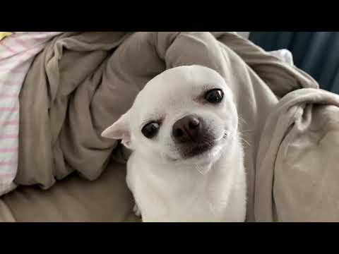 Видео: Очень злой Чихуахуа не готов вставать с кровати на прогулку