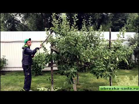 Видео: Обрезка плодовых деревьев яблони в июне