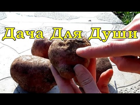 Видео: ПАРША на картошке: как лечить землю?