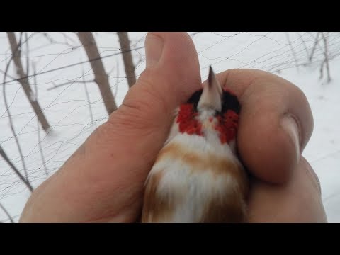 Видео: Ловля щеглов.Начало пролёта.Белобородый .