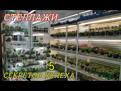 Видео: СТЕЛЛАЖИ для ФИАЛОК и ГЛОКСИНИЙ 🌺 5 СЕКРЕТОВ УСПЕХА
