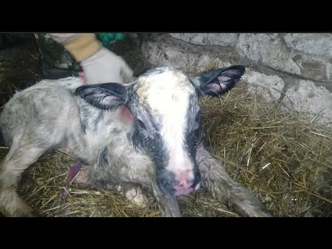 Видео: Пришлось побегать//Очередной отёл коровы