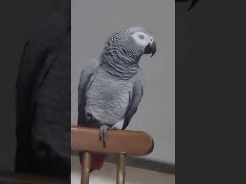 Видео: Колоколюшка зовет вас на зарядку!