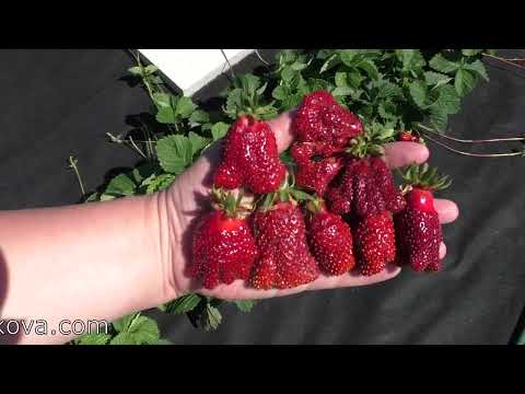 Видео: КУПЧИХА земклуника