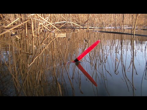 Видео: рыбалка на карпа на  ПОПЛАВОЧНУЮ УДОЧКУ весной2024. ЛОВЛЯ КАРПА КАРАСЯ ВЕСНОЙ НА ПОПЛАВОЧНУЮ УДОЧКУ