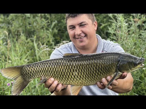 Видео: ДИКАРЬ НАМ ДАЛ ВСЕГО 2 ШАНСА! ЛОВЛЯ КАРПА НА ДИКАРЕ.