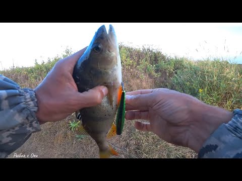 Видео: САМ ОБ@ЛДЕЛ от ТАКОЙ РЫБАЛКИ! Что ОНА Творит! Рыбалка на спиннинг на реке!