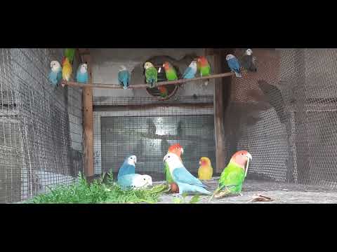 Видео: Попугаи неразлучники  получили зелень.