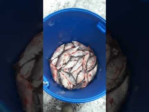 Видео: как солить рыбу плотву (чебак)