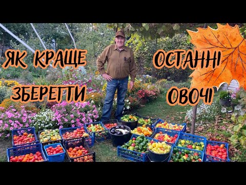Видео: Як краще зберегти останні овочі?