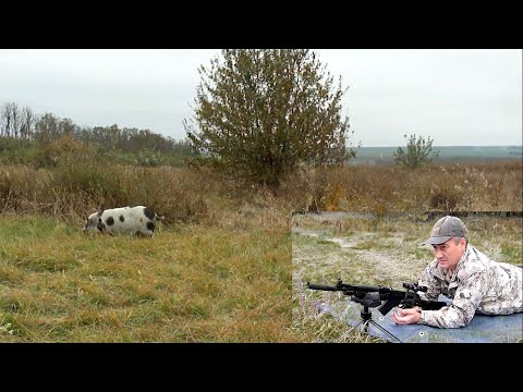 Видео: Почти охота на кабана / SUBSONIC FMJ 12.7гр. на 100м из Сайга-МК 7.62х39