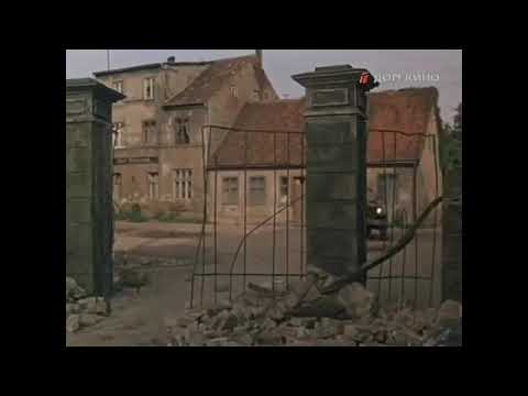 Видео: 🌿Белые слезы черемух🌿