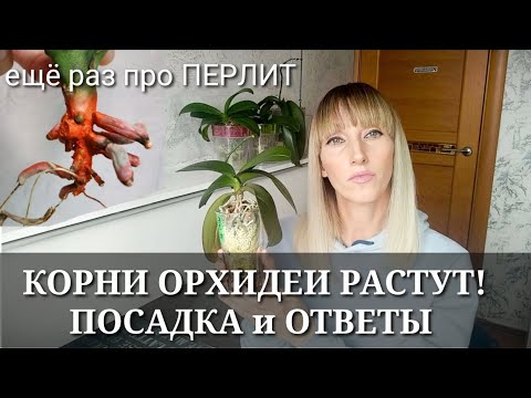 Видео: КОРНИ ОРХИДЕИ РАСТУТ в ПЕРЛИТЕ! / ПОСАДКА для НАРАЩИВАНИЯ КОРНЕЙ / Ответы на Ваши вопросы про перлит