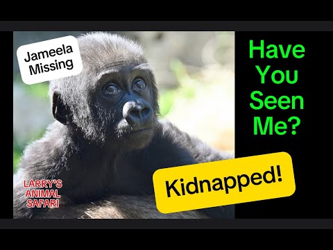 Видео: Детеныш гориллы - Джамила № 28, похищенная Кайембе #gorillas