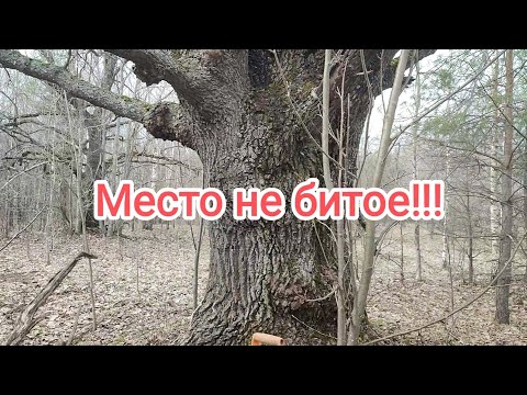 Видео: Кругом поверхстной металл!Сдача накопанного!Цена на приемке!
