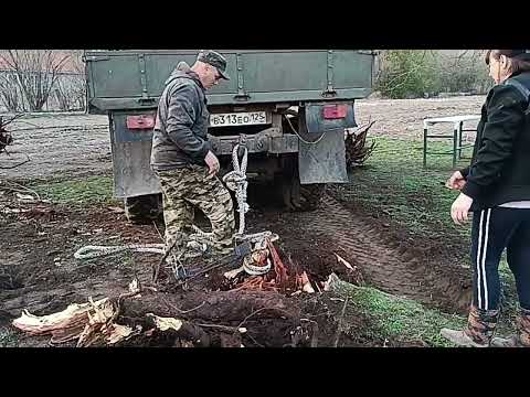 Видео: Выкорчëвываем старую грушу